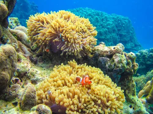 Full Day Surin Islands Snorkeling Tour from Phuket