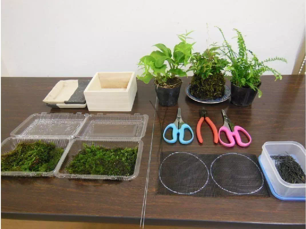 Miniature Bonsai Gardening Experience in Hiroshima