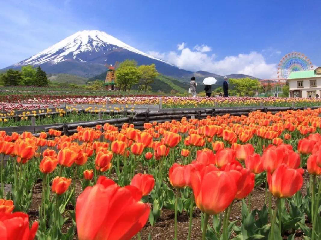Fuji Shibazakura & Tulip Festival 2020 Taste of Spring Tour from Tokyo