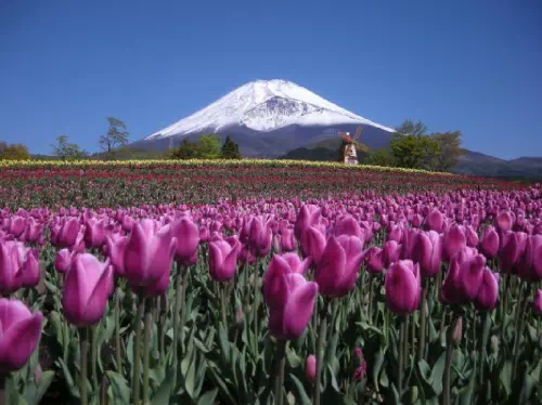 Fuji Shibazakura & Tulip Festival 2020 Taste of Spring Tour from Tokyo