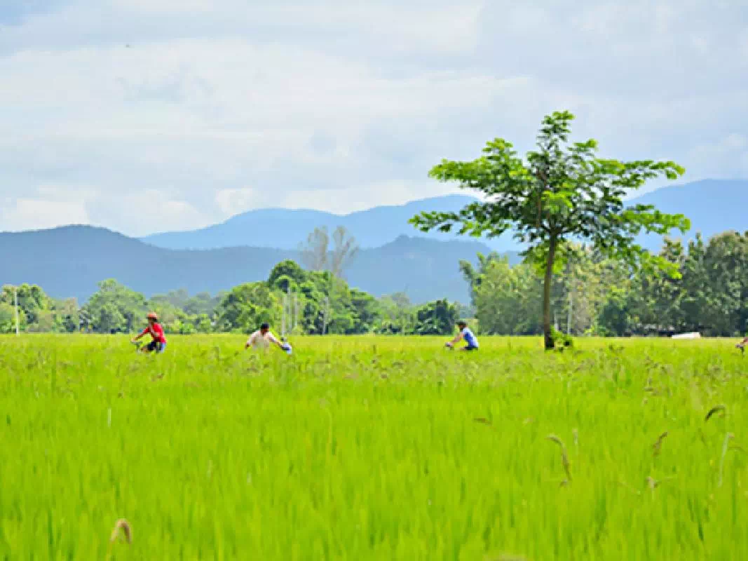 Chiang Mai Full Day Bike Tour and Zipline Adventure with Lunch
