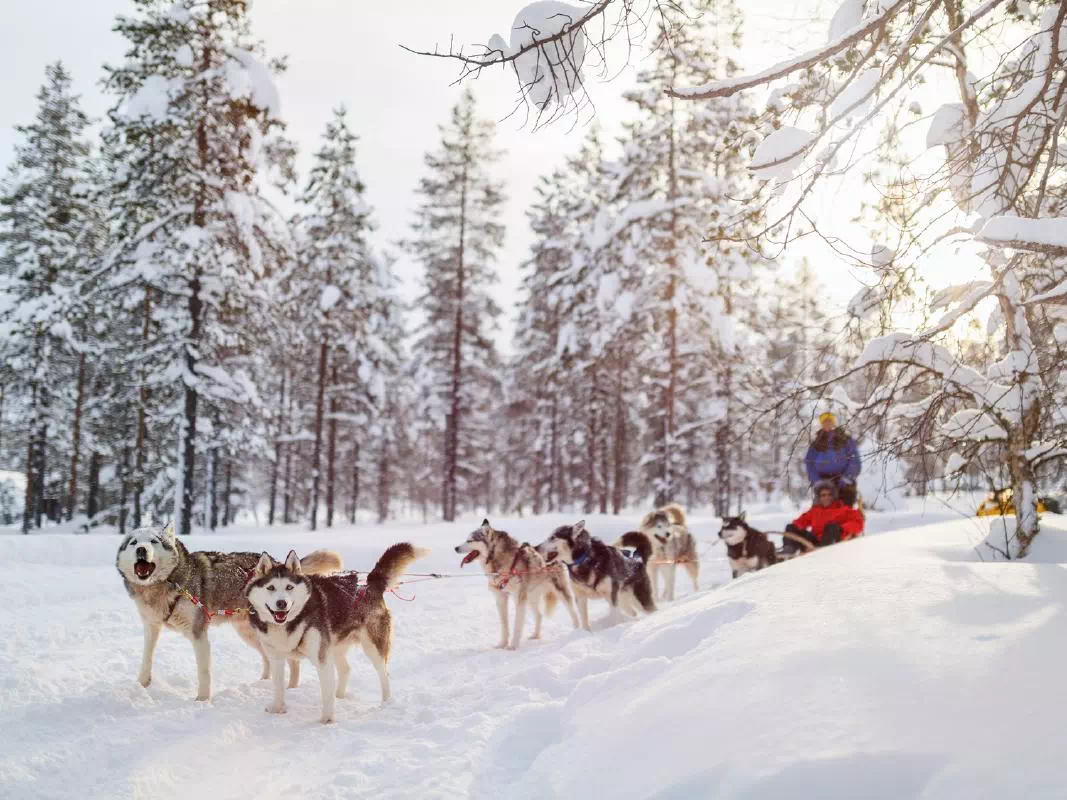 Husky and Reindeer Farms Tour with Sled Rides from Rovaniemi