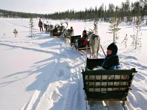 Husky and Reindeer Farms Tour with Sled Rides from Rovaniemi