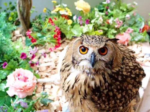 Owl Cafe Reservations in Harajuku