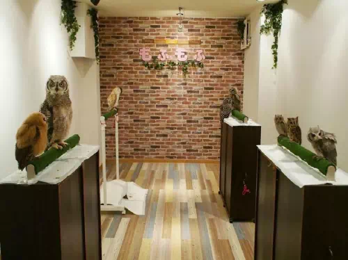 Reservations for an Owl Cafe' Experience in Ginza