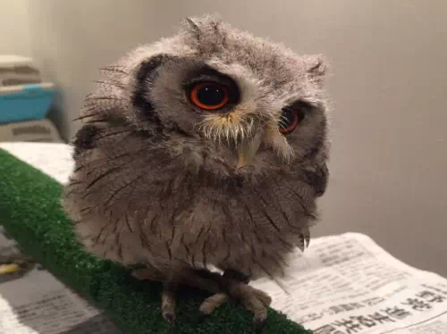 Reservations for an Owl Cafe' Experience in Ginza