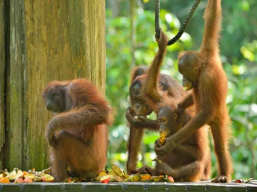 Sepilok Orangutan Sanctuary and Sandakan Day Tour from Kota Kinabalu
