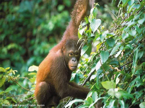 Sepilok Orangutan Sanctuary and Sandakan Day Tour from Kota Kinabalu
