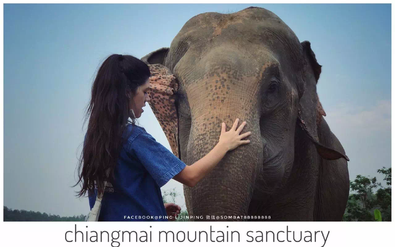 Chiang Mai Full Day Elephant Experience with Sanctuary Tour
