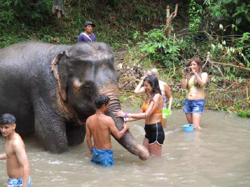 Chiang Mai Full Day Elephant Experience with Sanctuary Tour