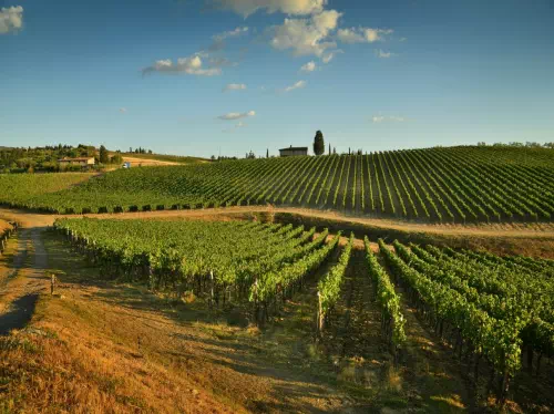 Chianti Wine Half-Day Tour from Florence with Greve Visit