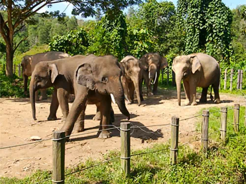 Lok Kawi Wildlife Park Half Day Tour from Kota Kinabalu