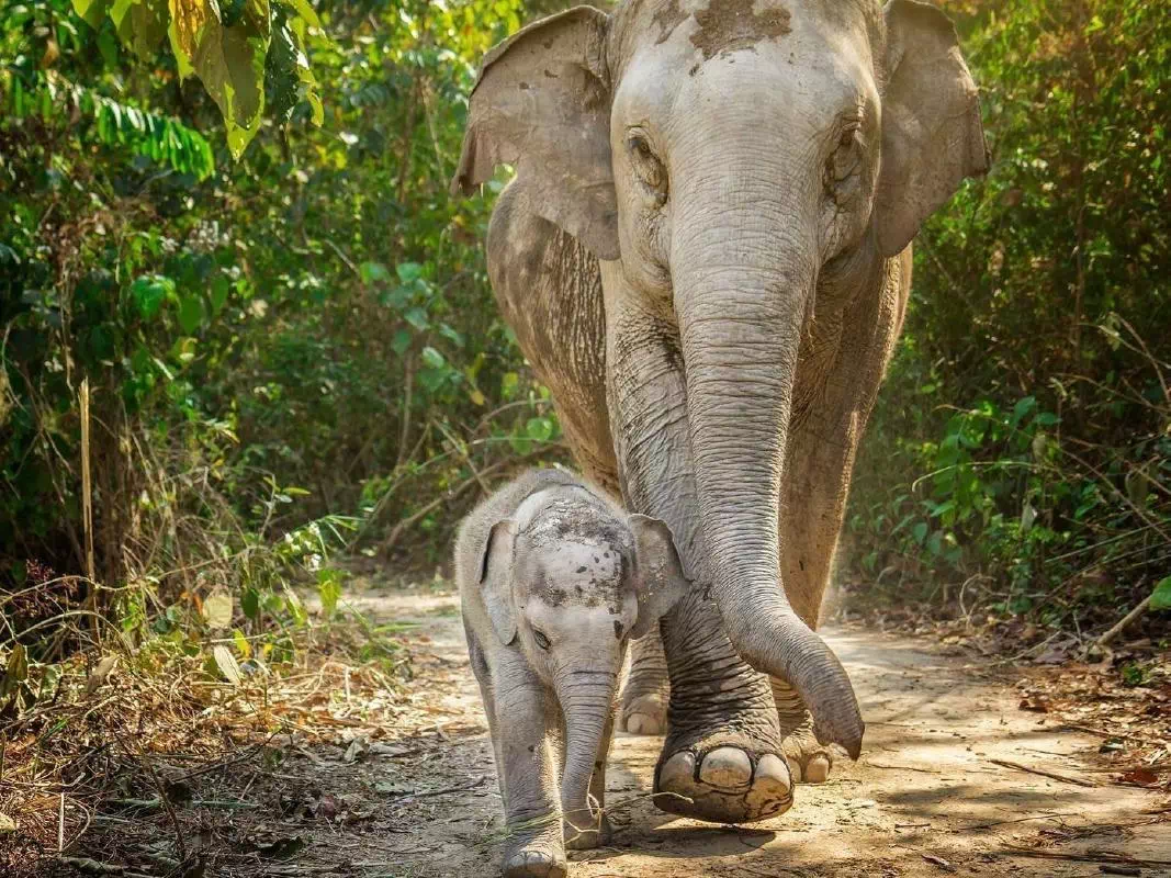 Phuket Elephant Jungle Sanctuary Ethical Half Day Experience