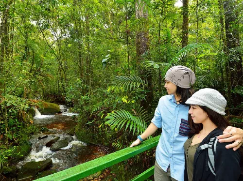 Kinabalu Park and Poring Hot Springs Full Day Tour from Kota Kinabalu with Lunch