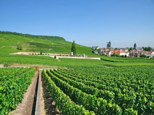 Champagne Tour from Paris in Small Groups with Wine Tastings & Traditional Lunch