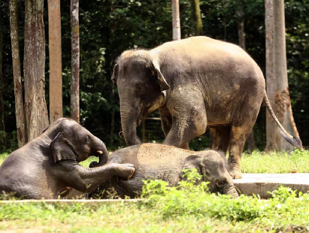 Private Kuala Gandah Elephant Sanctuary Tour from Kuala Lumpur