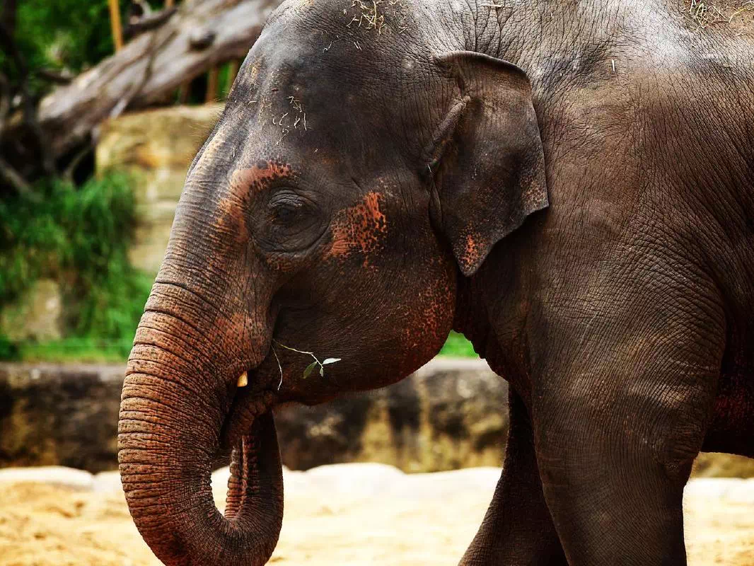 Private Kuala Gandah Elephant Sanctuary Tour from Kuala Lumpur