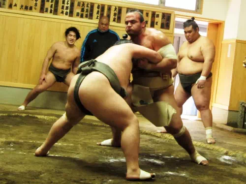 Sumo Wrestlers Morning Practice and Special Access Viewing in Tokyo with Pick-up