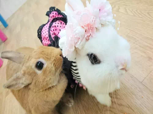 Reservations to Meet Adorable Bunnies at a Rabbit Cafe' in Tokyo