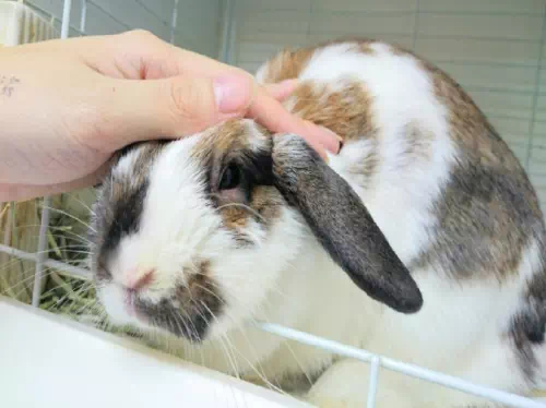 Reservations to Meet Adorable Bunnies at a Rabbit Cafe' in Tokyo