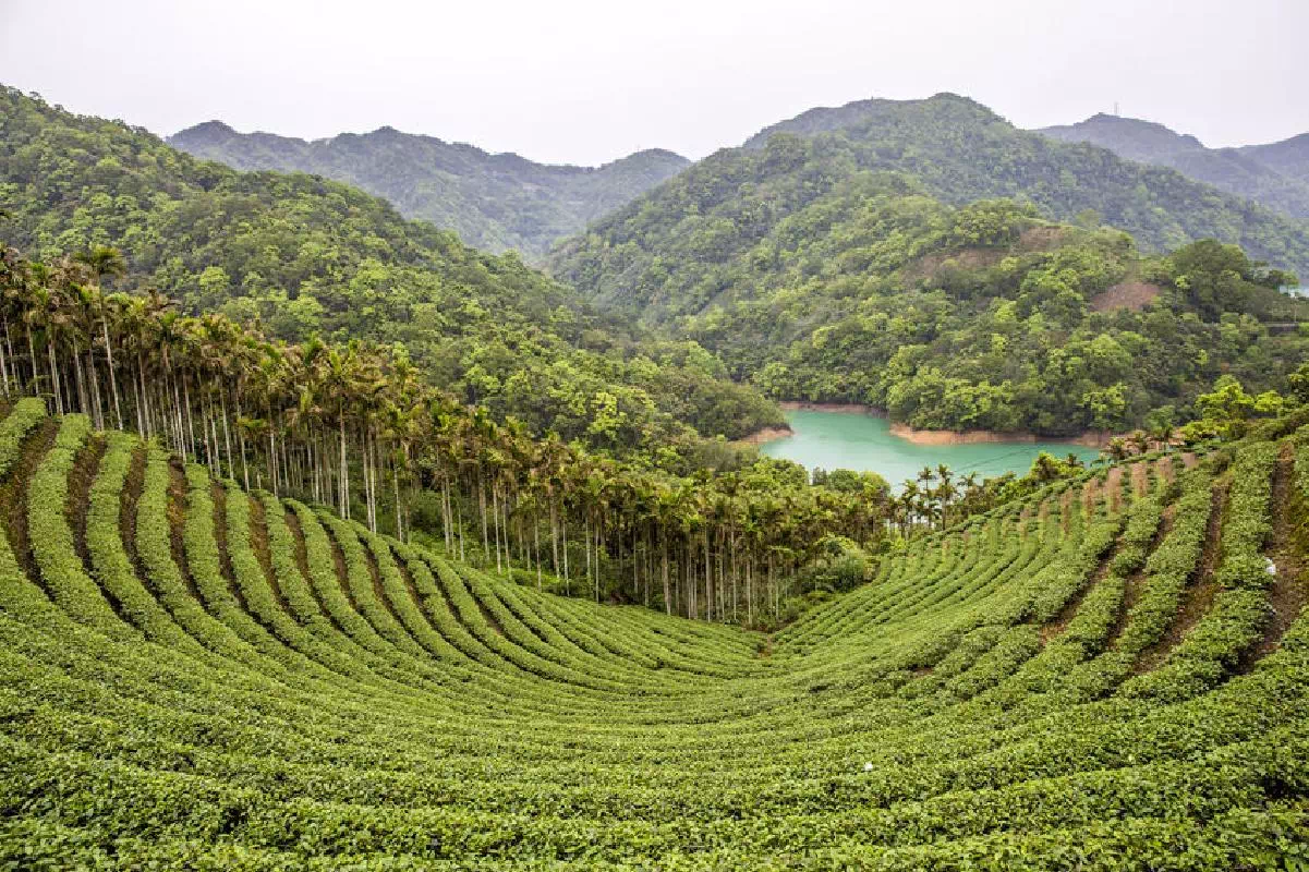 Thousand Island Lake and Pinglin Tea Plantation Tour in New Taipei City