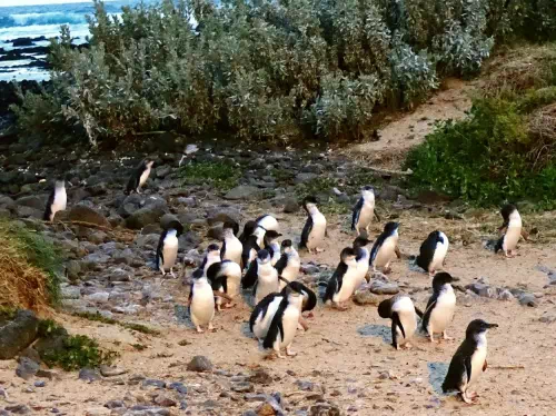 Phillip Island with Exclusive Penguin Parade VIP Skybox Tour from Melbourne