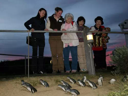 Phillip Island with Exclusive Penguin Parade VIP Skybox Tour from Melbourne