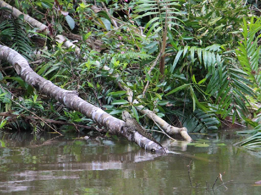 Rainforestation Nature Park Tour by Amphibious Army Duck