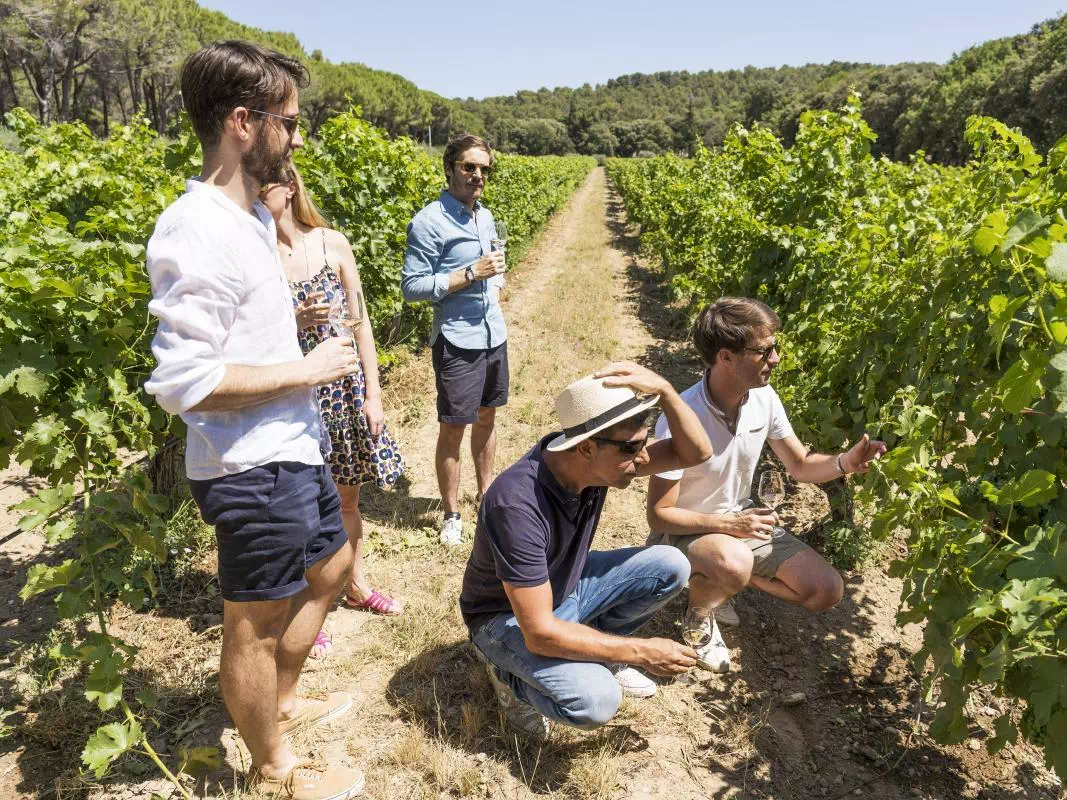 Rhone Valley and Chateauneuf-du-Pape Day Tour from Avignon with Wine Tasting