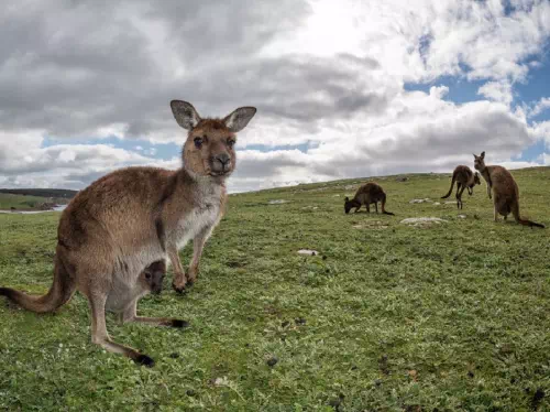 Kangaroo Island Overnight Tour with Wildlife Interaction
