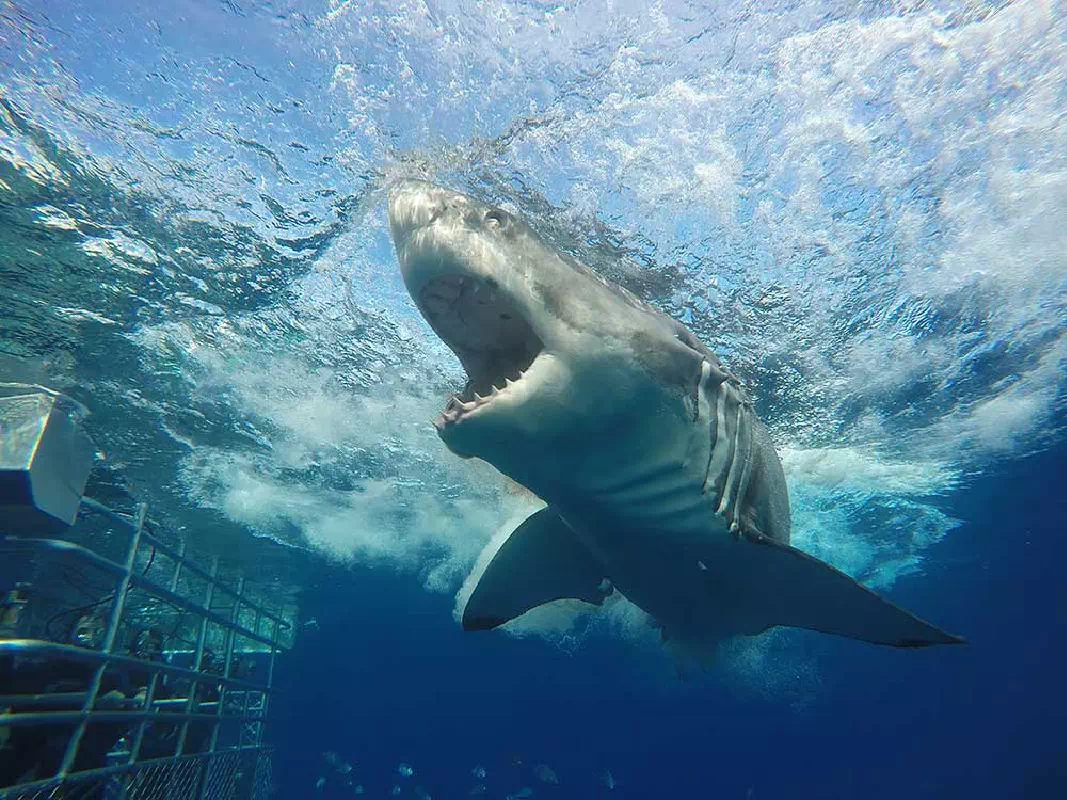 Great White Shark Cage Diving Adventure from Port Lincoln