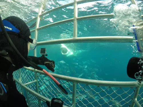 Great White Shark Cage Diving Adventure from Port Lincoln