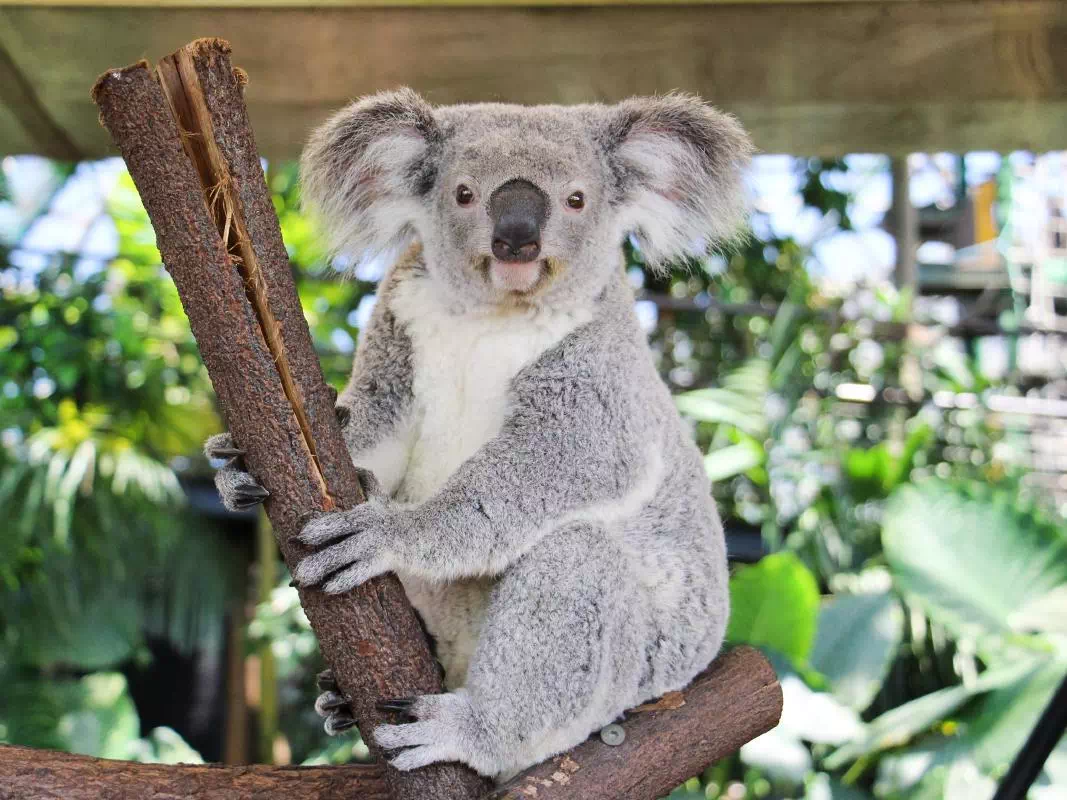 Admission Ticket and Photo with a Koala
