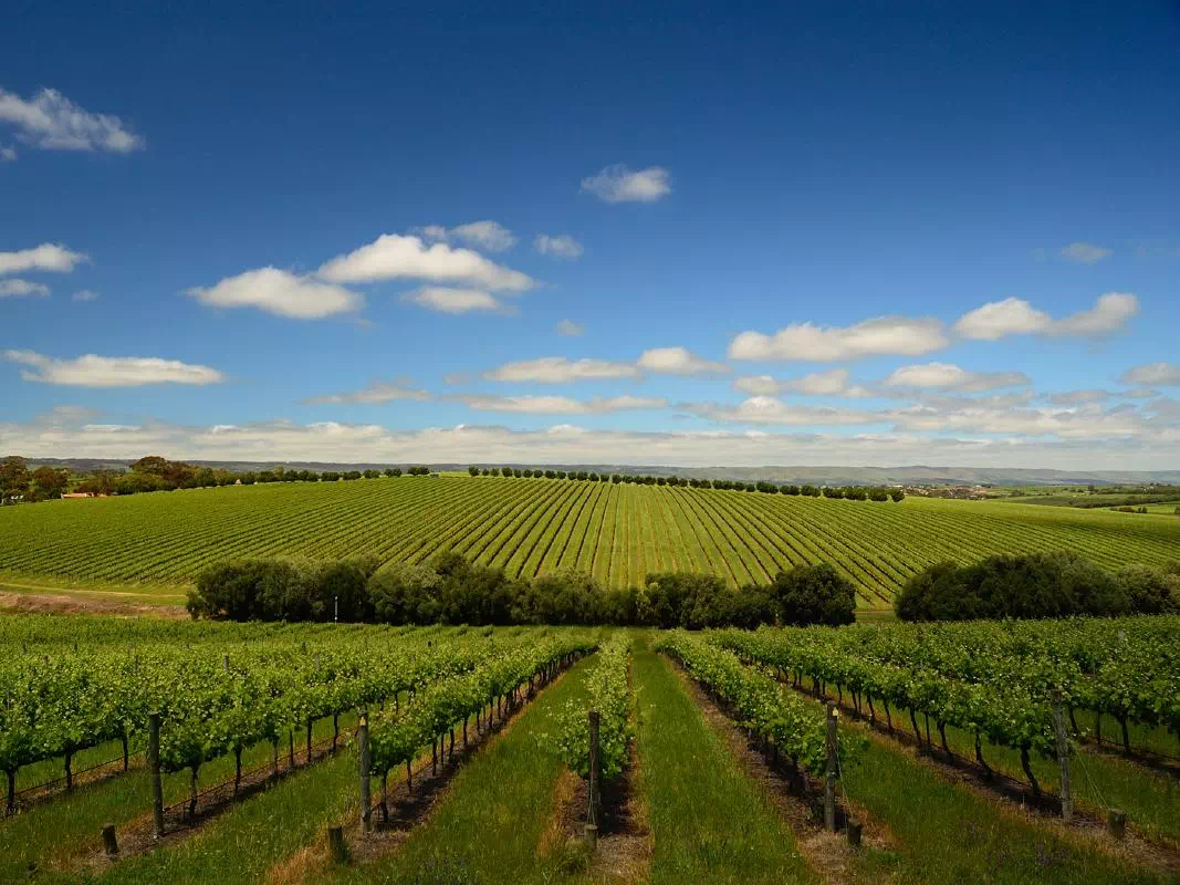 Victor Harbor Highlights and McLaren Vale Winery Day Tour from Adelaide