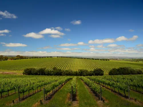 Victor Harbor Highlights and McLaren Vale Winery Day Tour from Adelaide