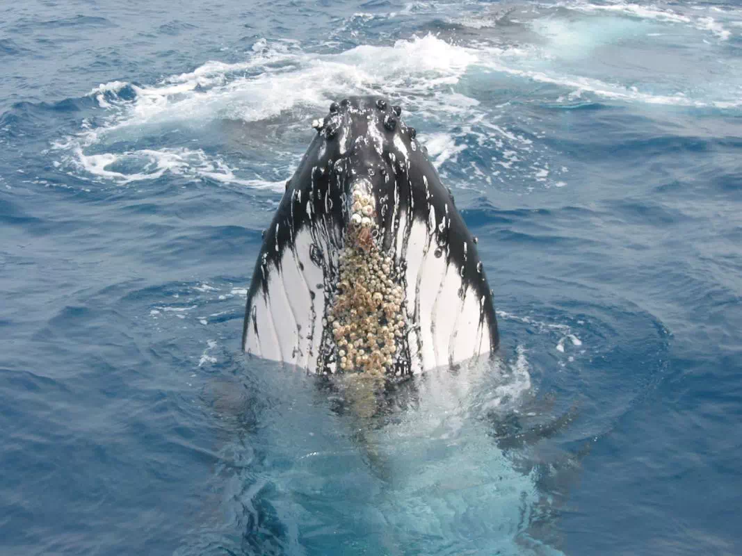 2 Days and 1 Night Stay at Tangalooma Island Resort with Whale Watching Cruise