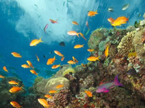 4-Day Great Barrier Reef Diving Adventure from Cairns with Accommodations