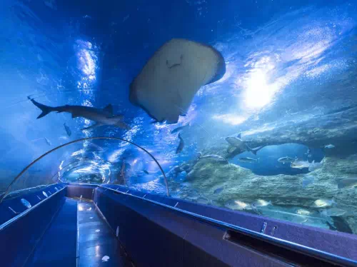 Perth AQWA The Aquarium of Western Australia General Admission Ticket