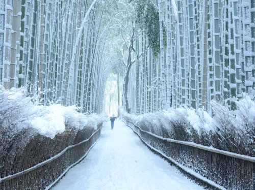 Kyoto Walking Tour to Arashiyama Bamboo Grove, Tenryuji Temple & Jojakkoji