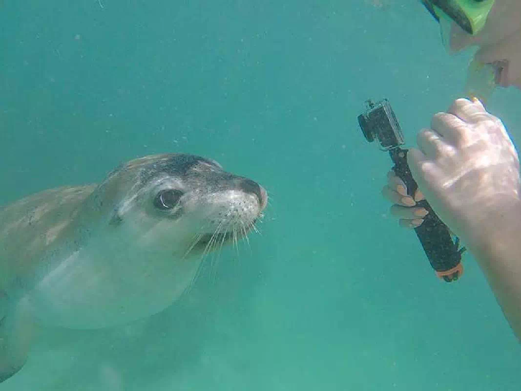 Swim with the Sea Lions Experience from Port Lincoln