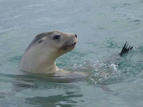 Swim with the Sea Lions Experience from Port Lincoln