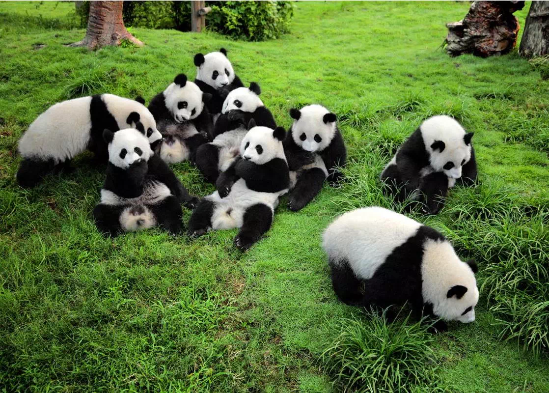 Chengdu Giant Panda Breeding Research Base Admission Ticket