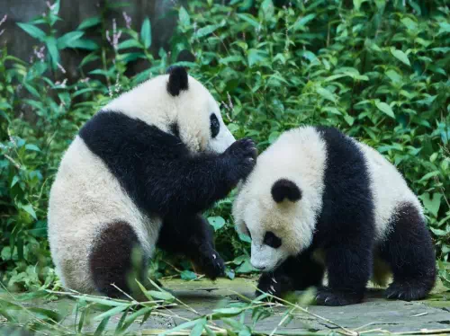 Chengdu Giant Panda Breeding Research Base Admission Ticket