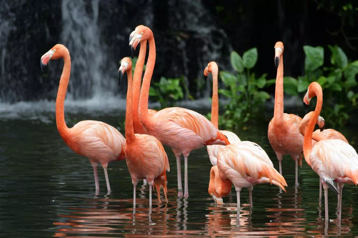 Singapore Jurong Bird Park Ticket with High Flyers Show and Hotel Transfers