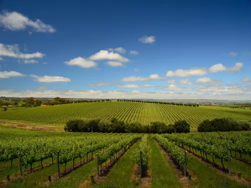 Full Day Private Tour of McLaren Vale Winery from Adelaide