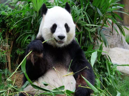 Panda Breeding Research Center and Leshan Giant Buddha Bus Tour from Chengdu