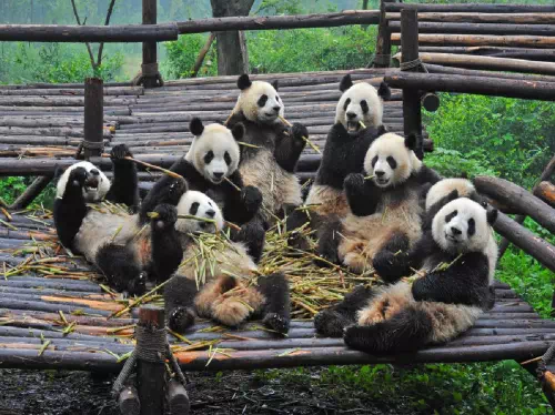 Panda Breeding Research Center and Leshan Giant Buddha Bus Tour from Chengdu