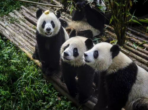 Dujiangyan Giant Panda Center Volunteer Work with Private Transfers from Chengdu