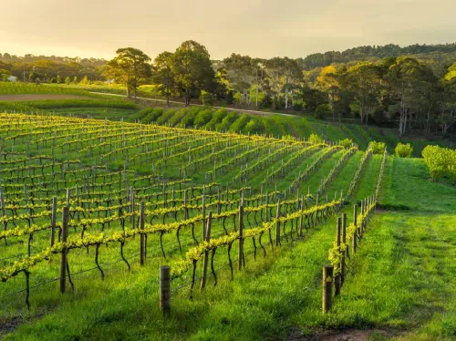 Grand Barossa Valley & Adelaide Hills Tour with Wine Tasting and Hahndorf Visit