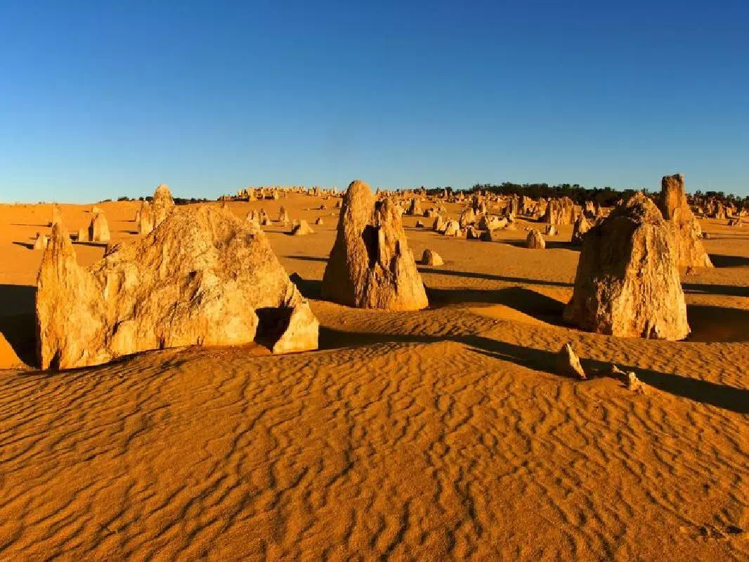 Pinnacles Desert, New Norcia and Wildflowers Full Day Tour from Perth with Lunch
